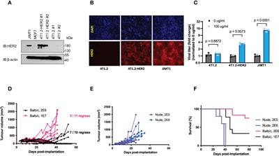 Syngeneic mouse model of human HER2+ metastatic breast cancer for the evaluation of trastuzumab emtansine combined with oncolytic rhabdovirus